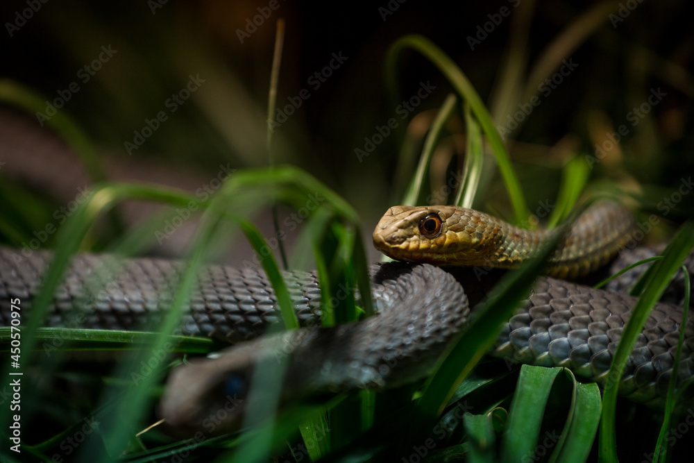 Fototapeta premium eastern montpellier snake in nature