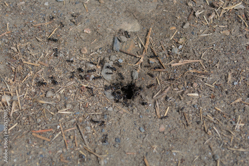 Soldier ants and worker ants entering the anthill.
