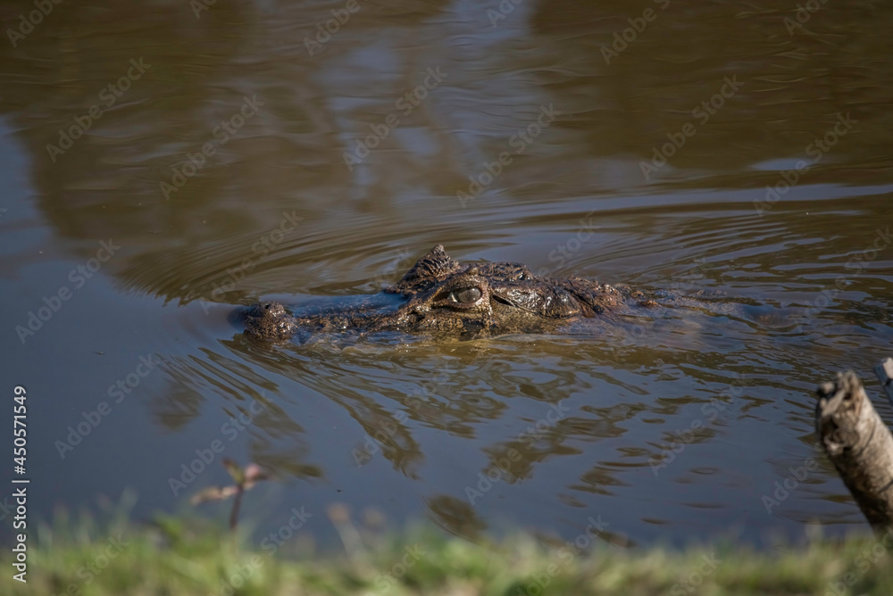 Broad-snouted Caiman (Caiman latirostris) on the Lakeshore in Rio de Janeiro, Brazil Broad-snouted Caiman (Caiman latirostris) on the Lakeshore in Rio de Janeiro, Brazil