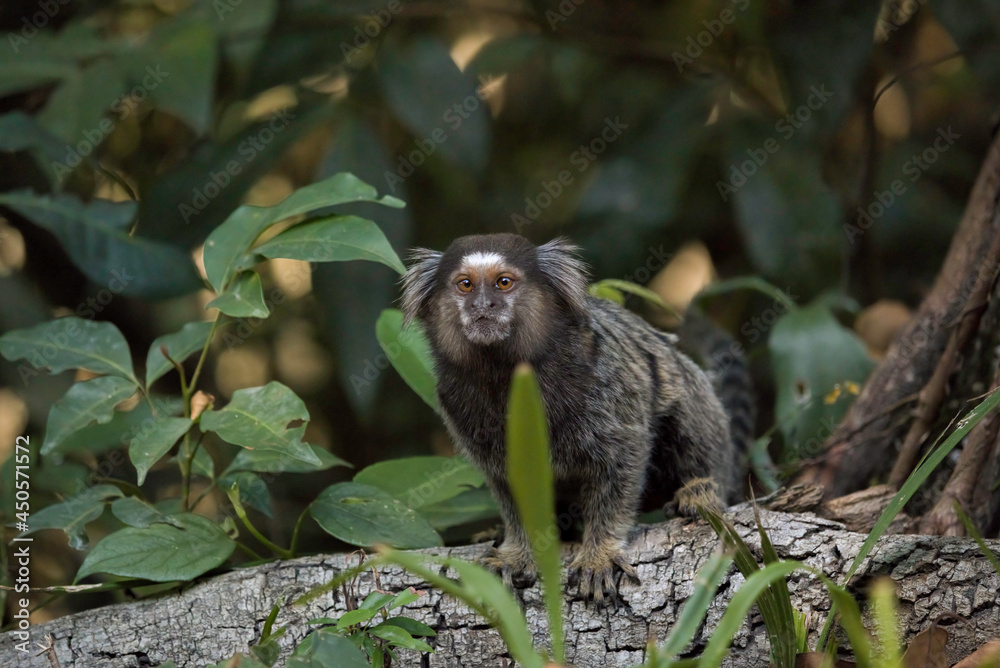Naklejka premium Common Marmoset (Callithrix jacchus) on a Trunk Tree