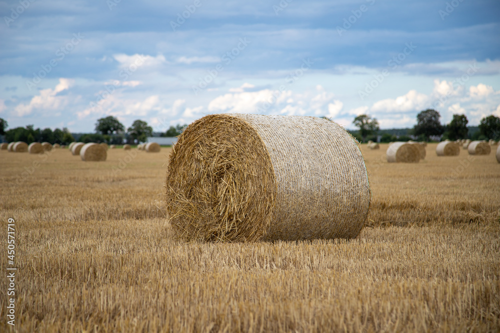 hay bundles on a harvested field, outdoors
