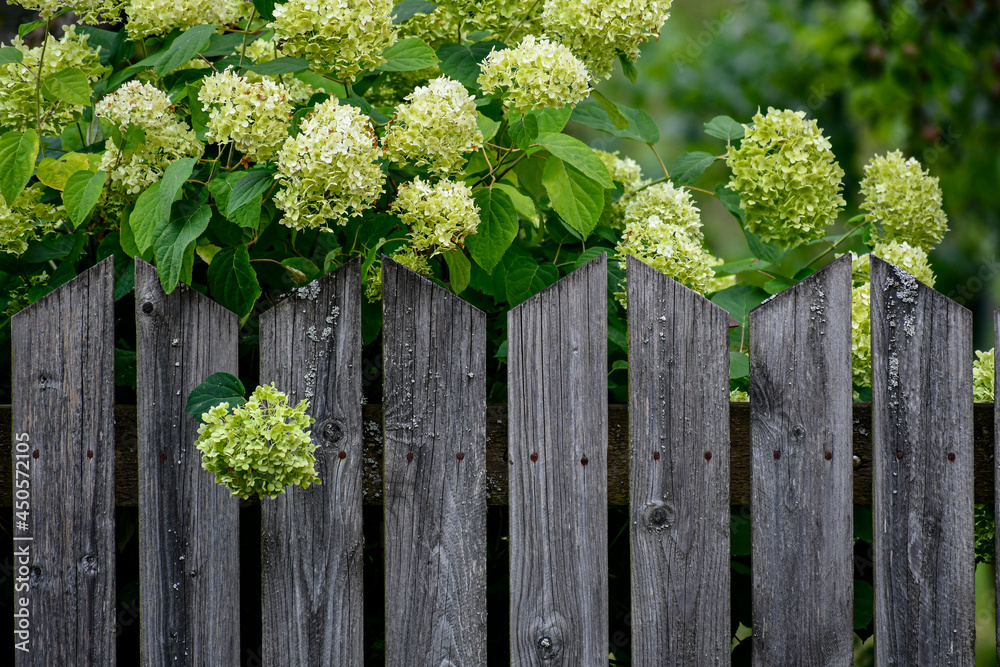 Green hydrangea on the background of a gray wooden fence. Rustic vegetation. Green hydrangea on the background of a gray wooden fence. Rustic vegetation.