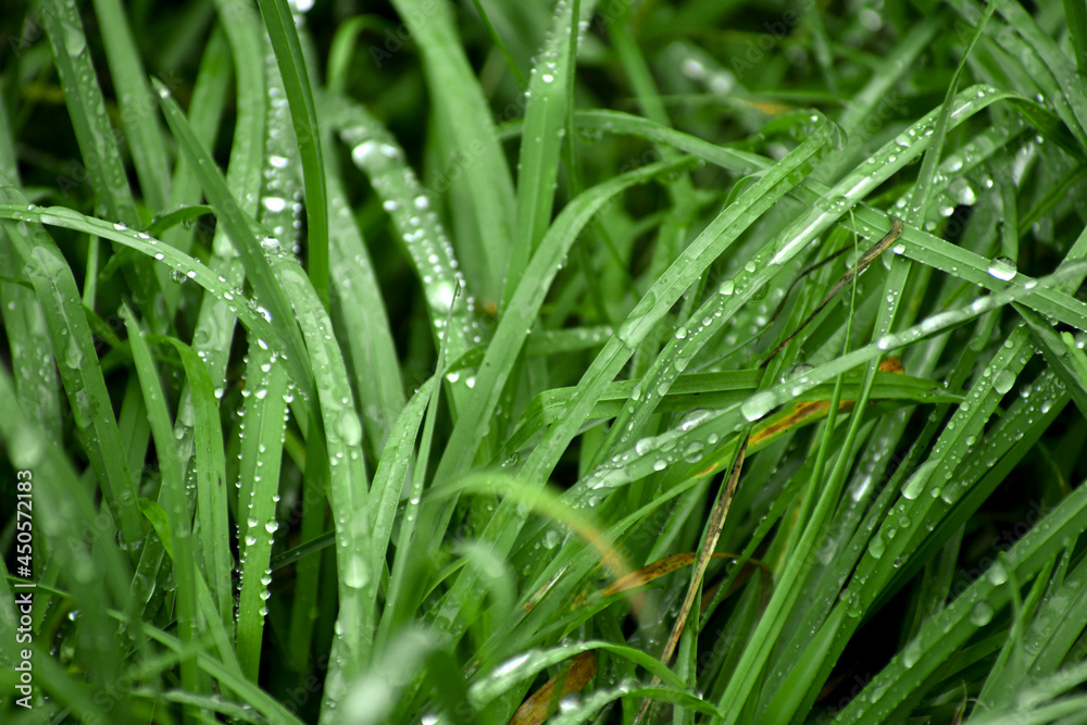 Green grass after heavy rain. Silver drops on the leaves. The beauty is in the little things. Green grass after heavy rain. Silver drops on the leaves. The beauty is in the little things.