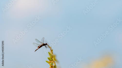 dragonfly on a branch against the sky at the beach