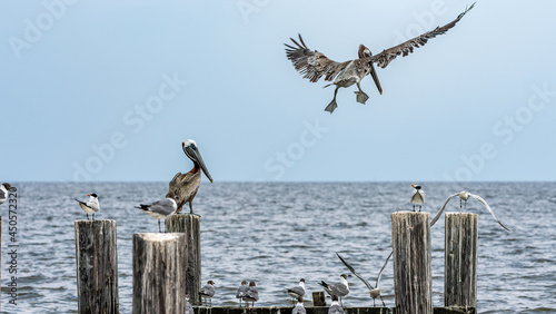 pelicans on the pier at the ocean trying to land