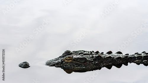 alligator in the water 