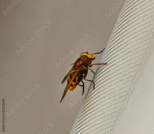 closeup of a Volucella Zonaria, aka Hornet mimic hoverfly, a 1 inch long specimen photo