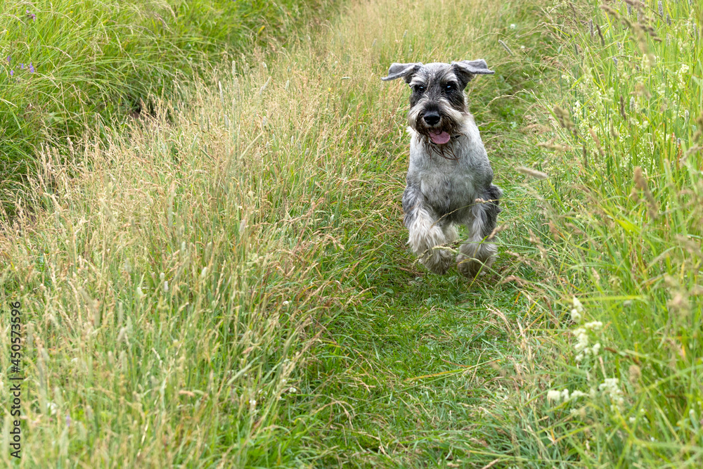 Schnauzer dog running on green grass on meadow. Schnauzer dog running on green grass on meadow.