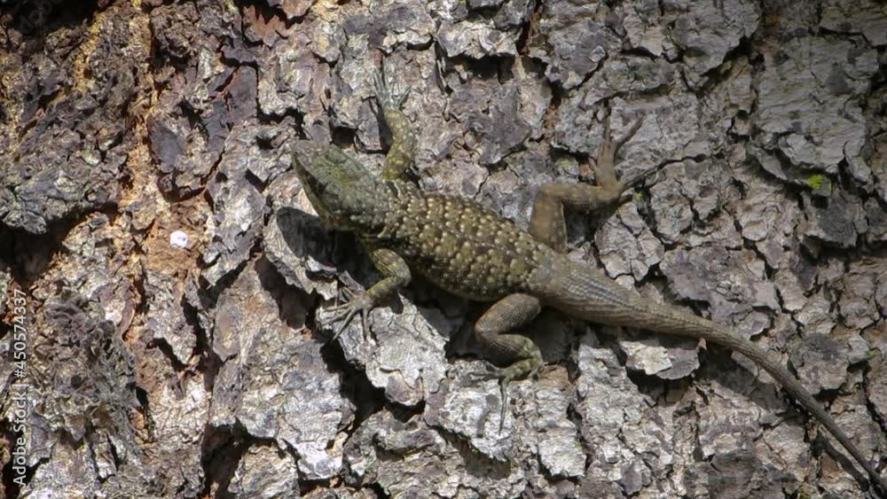 Tropidurus lizard on a rough tree bark. Tropidurus lizard on a rough tree bark.