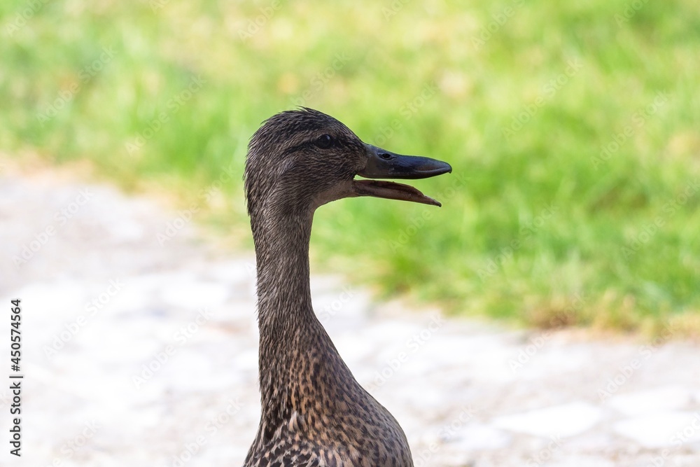 Fototapeta premium A portrait of a brown duck standing upright with its mouth open. The bird was quacking.
