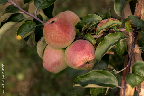 Photo of several ripening autumn apples on an apple tree. Orchard. Close-up with blurred background.