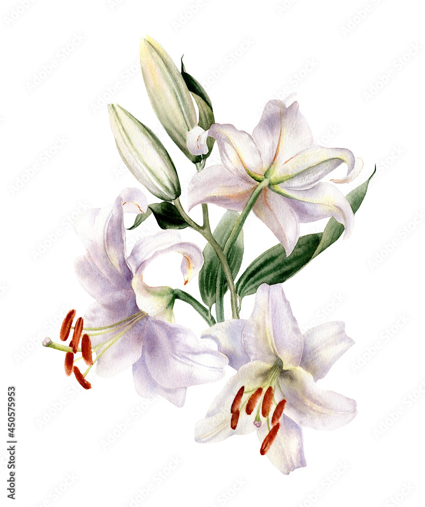 Watercolor lilly flower. Floral bouquet isolated on white background. Hand painted botanical illustration. Wedding invitation, poster, decor