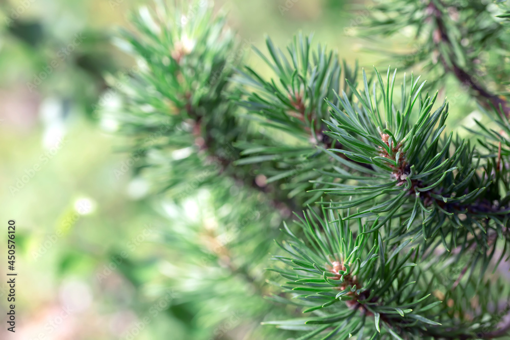 Closeup of green pine needles with a shallow depth of field