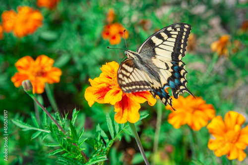 Butterfly Papilio glaucus, the eastern tiger swallowtail on flowers.
