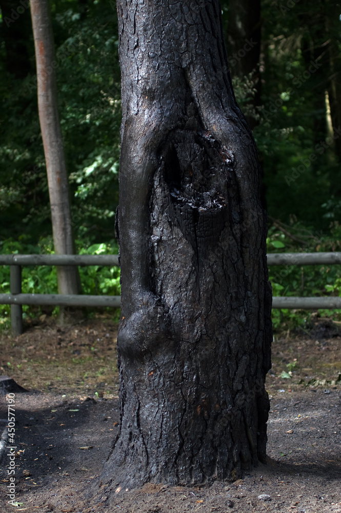 Obraz premium Spalony pień drzewa