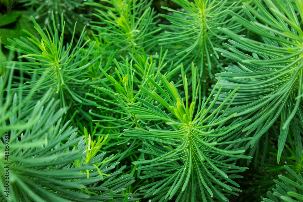 A close up of a green plant A close up of a green plant