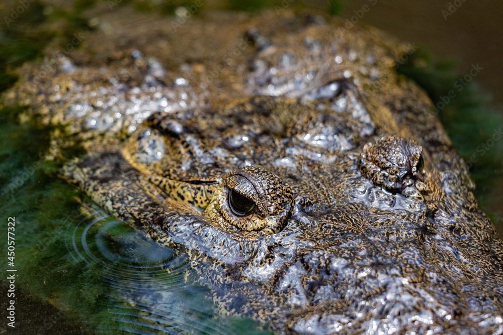 nahaufnahme von krokodil das aus dem wasser schaut nahaufnahme von krokodil das aus dem wasser schaut