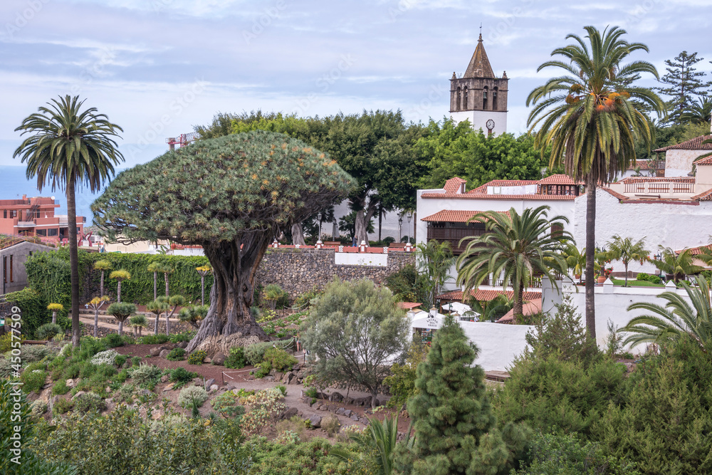 Paisaje con palmeras y Drago Milenario en el pueblo de Icod de los Vinos en el norte de la isla de Tenerife, Canarias