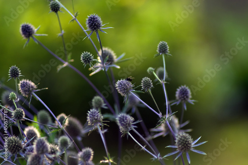 Tło roślinne z niebieskimi kwiatami oset na rozmytym zielonym tle 