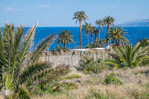 Paisaje con palmeras en la costa norte de Tenerife