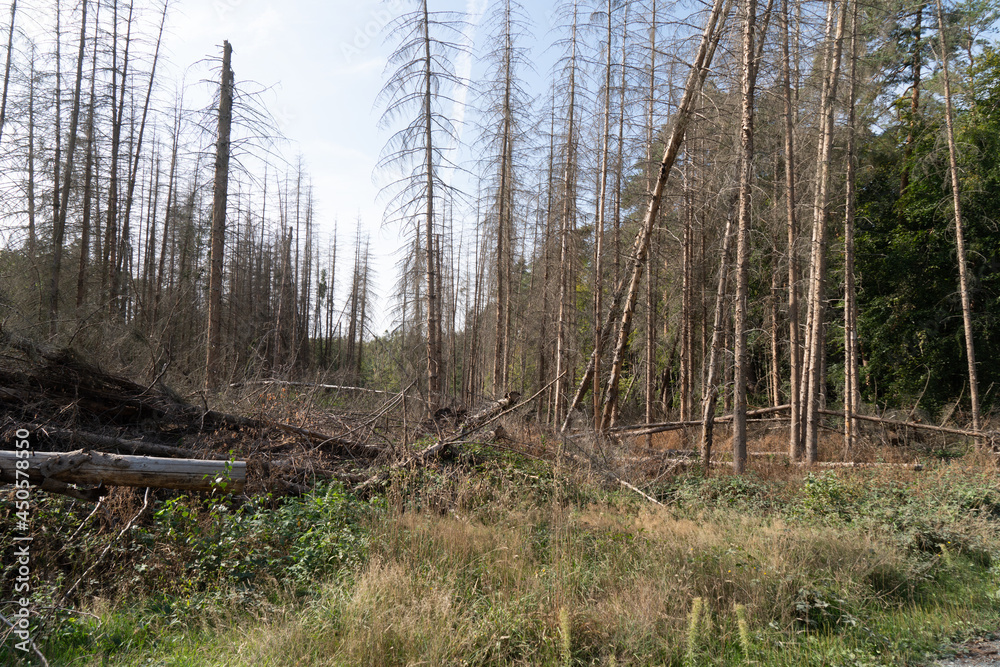 Abgestorbnene Fichten nach Borkenkäferbefall