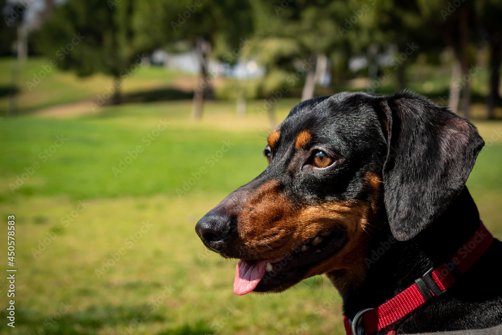 Teckel adulto en un parque con mirada fija Teckel adulto en un parque con mirada fija