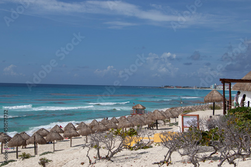 Playa con sargazo en Canc  n  agua verde  mar con sargazo  playa del caribe 