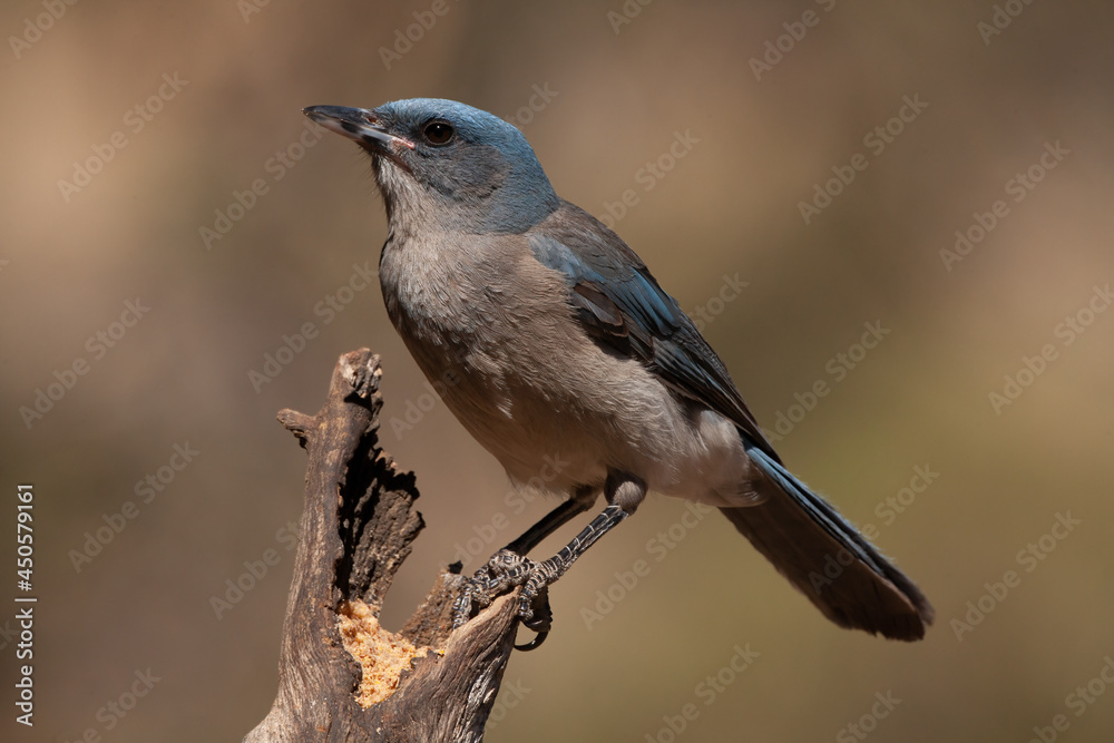 Mexican Jay on a stump.