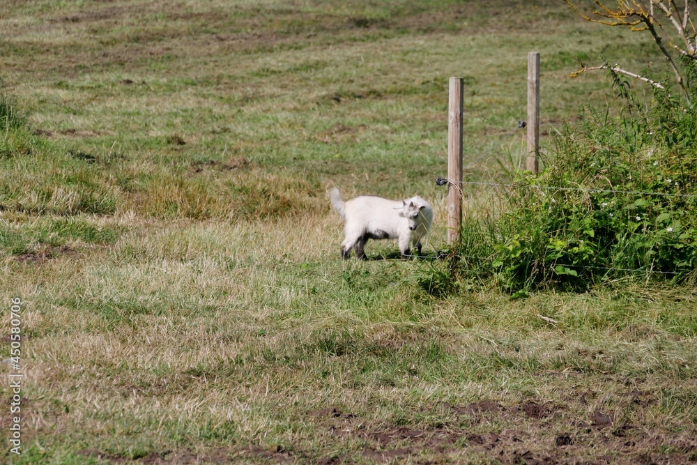 Obraz premium Ziegenjunges auf der Wiese