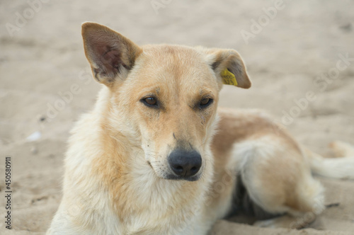 Ginger dog with a chip in his ear lies on the sand