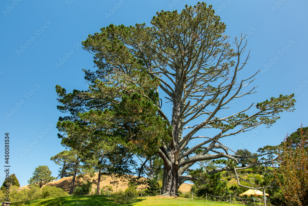 Fototapeta premium Tree on field 
