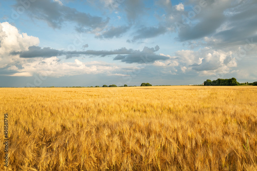 Gold wheat field in summer time