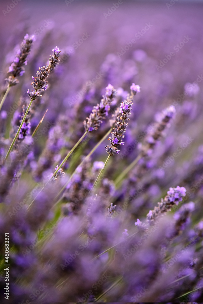 Obraz premium detail of the lavender flower