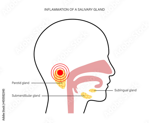 Salivary gland concept