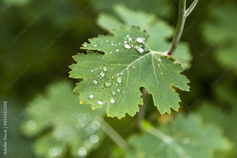 Green plant leaf with water drops and morning dew after watering or rain Green plant leaf with water drops and morning dew after watering or rain