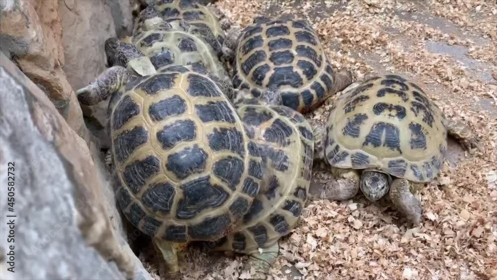 A family of turtles in an artificial habitat. A pet for children. Mobile video.