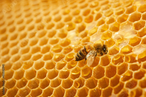 Macro photo of a bee on a honeycomb. National honey bee day. September honey month. © vetre