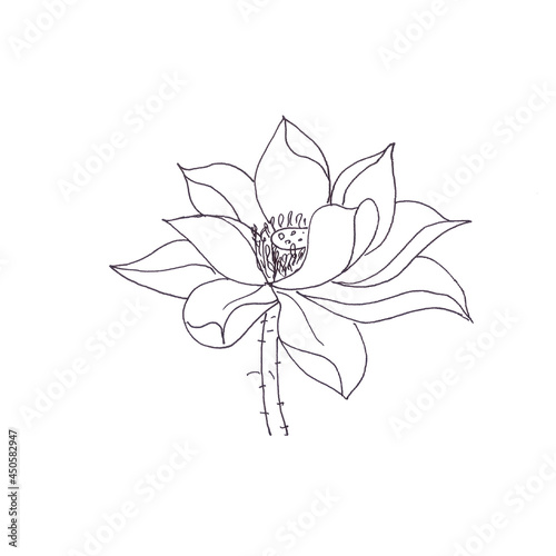 Lotus flower graphic black and white linear drawing