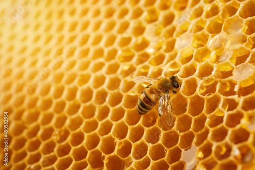 Macro photo of a bee on a honeycomb. National honey bee day. September honey month © vetre