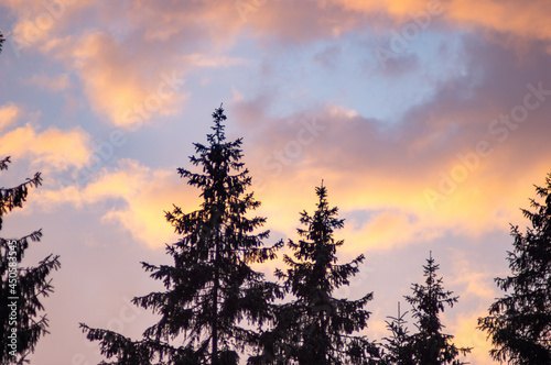 Spruces on a sky background at sunset on a summer day