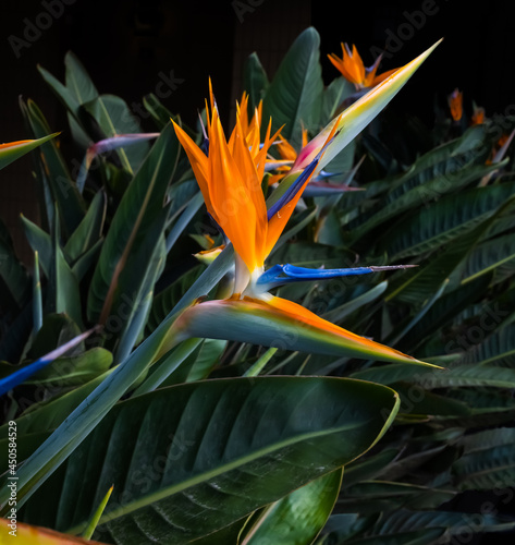 brightly colorful bird of paradise flower closeup in a dark green leaf garden setting