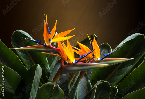 beautiful bird of paradise plant portrait still life backlit against a brown wall background