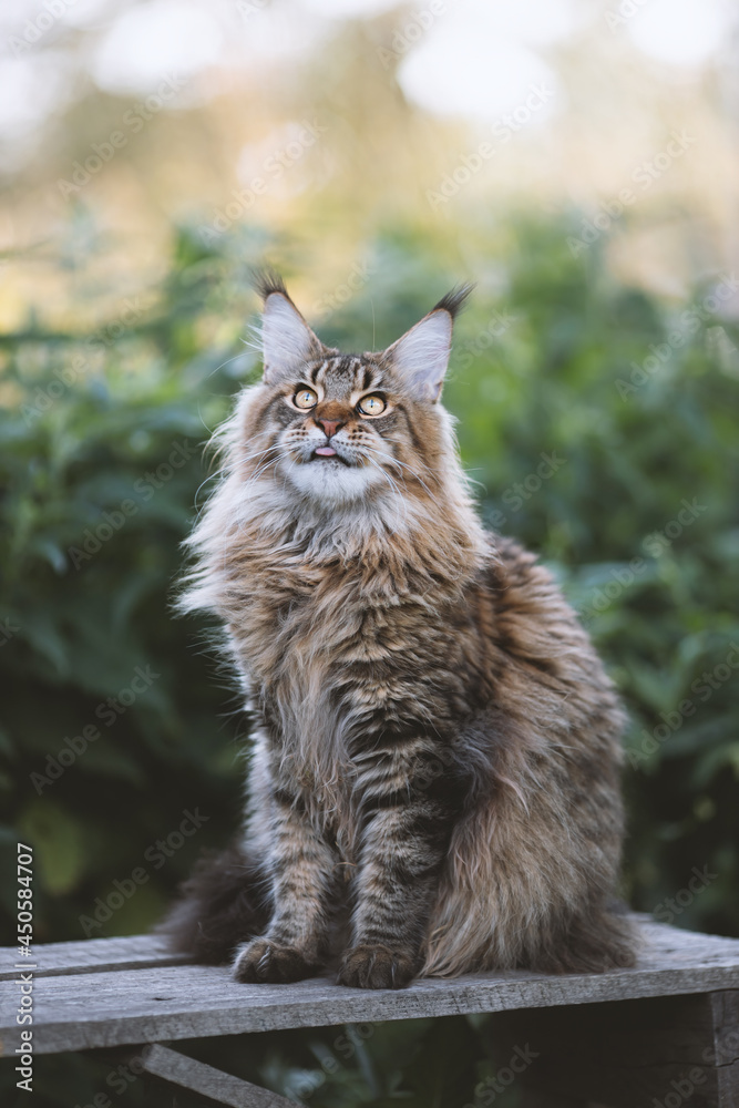 A beautiful summer evening outdoors  portrait of a sitting Maine Coon cat black classic tabby color. Blurred background, soft bokeh and vintage tinting. American Coon cat breeding. Vertical image.