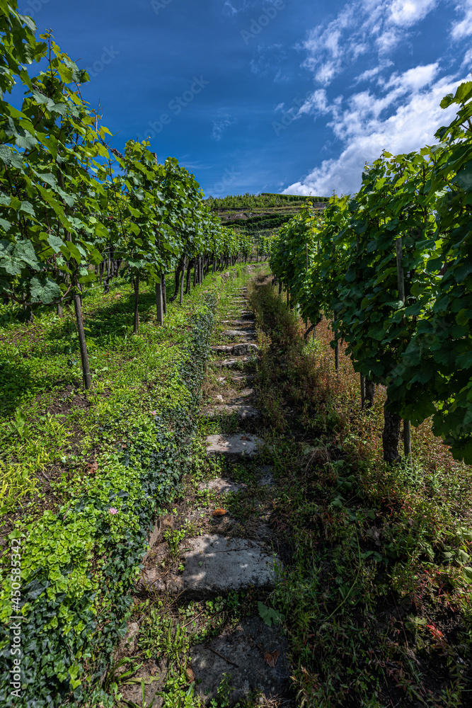 Wine Region Rebland close to Neuweier, Germany