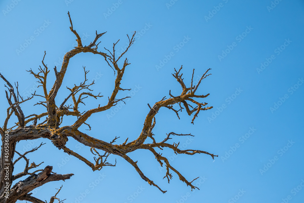 Autumn or winter tree branches without leaves against a clear blue sky. Autumn or winter tree branches without leaves against a clear blue sky.