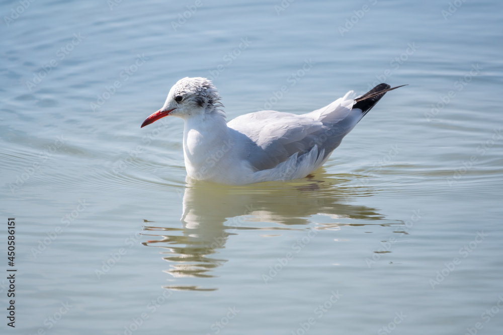 Seagull, The European herring gull, swims in the sea Seagull, The European herring gull, swims in the sea