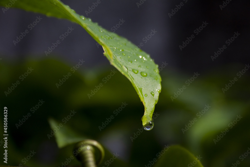 Gota de água em folha verde da manhã 