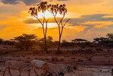 A herd of masai cows grazing against a golden sunset at Samburu, Kenya