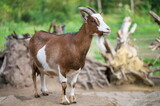 Brown goat with short horns on the rocks on the farm