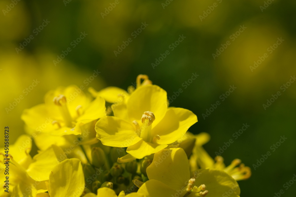 yellow oilseed flower close-up yellow oilseed flower close-up